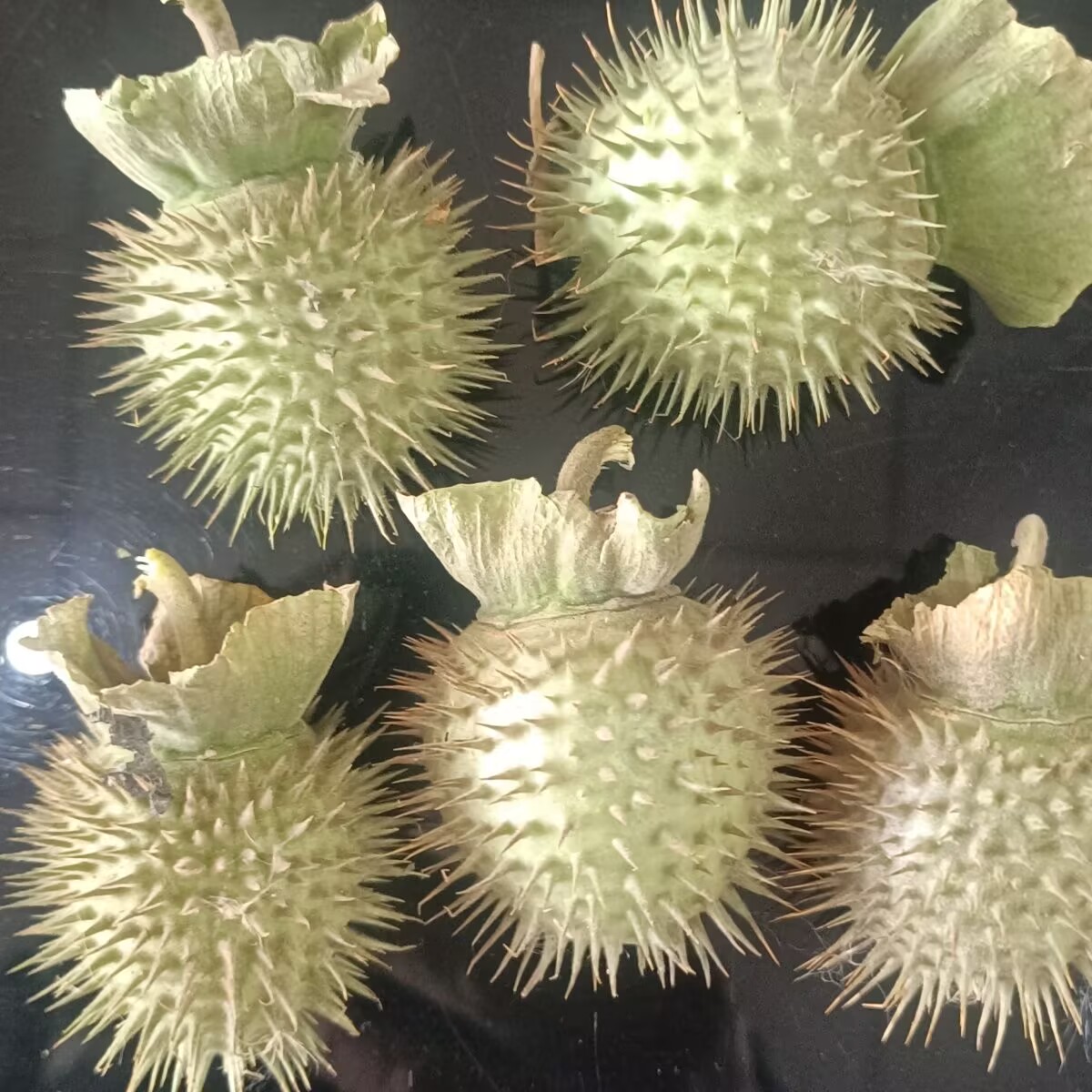 High-Quality Natural Dried Dat - đánh giá và giá Candle Making And Perfume