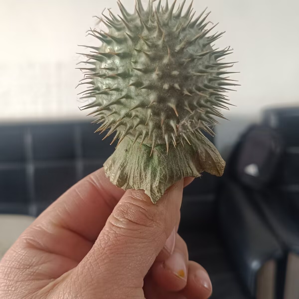 High-Quality Natural Dried Dat - đánh giá và giá Candle Making And Perfume