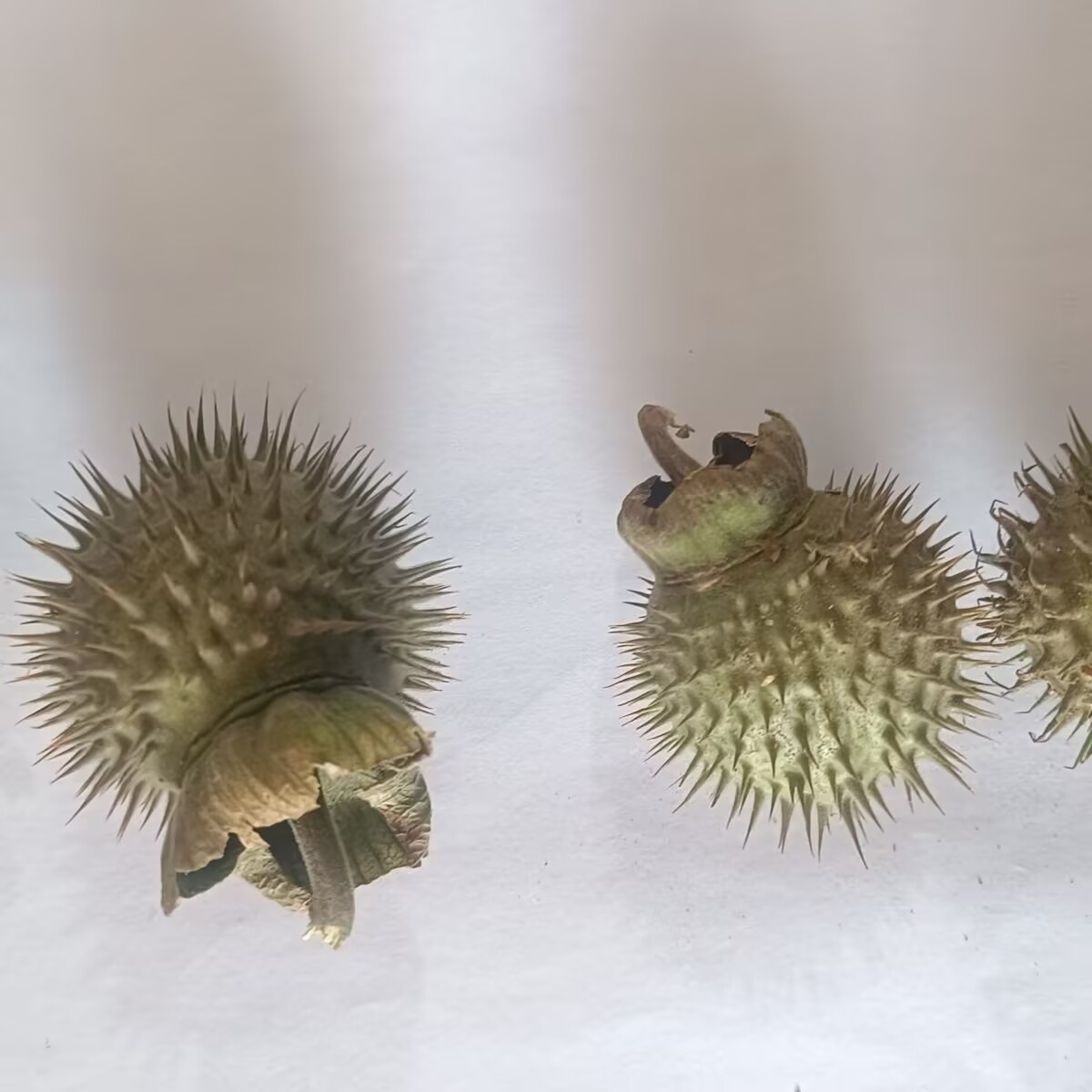 High-Quality Natural Dried Dat - đánh giá và giá Candle Making And Perfume